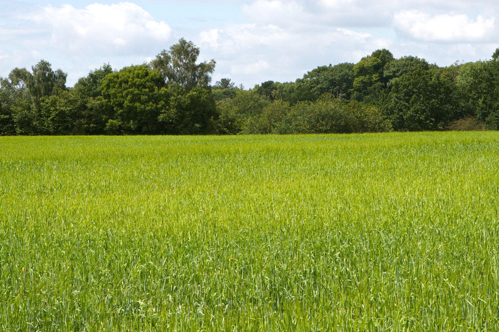 Green agricultural field with trees in the background